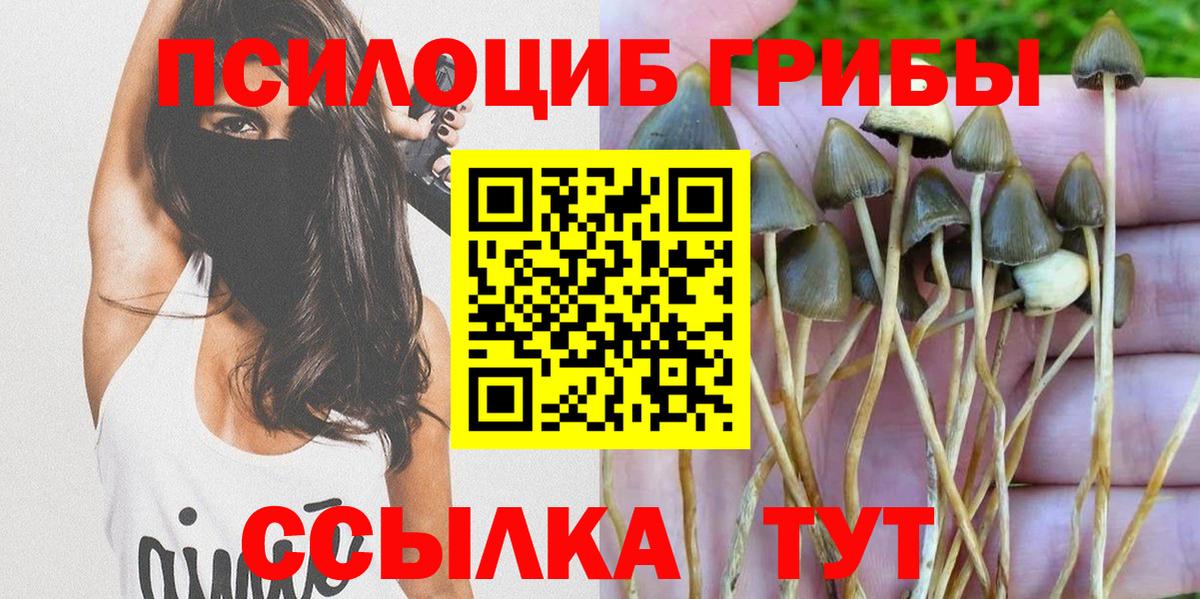 Псилоцибиновые грибы Cubensis Протвино